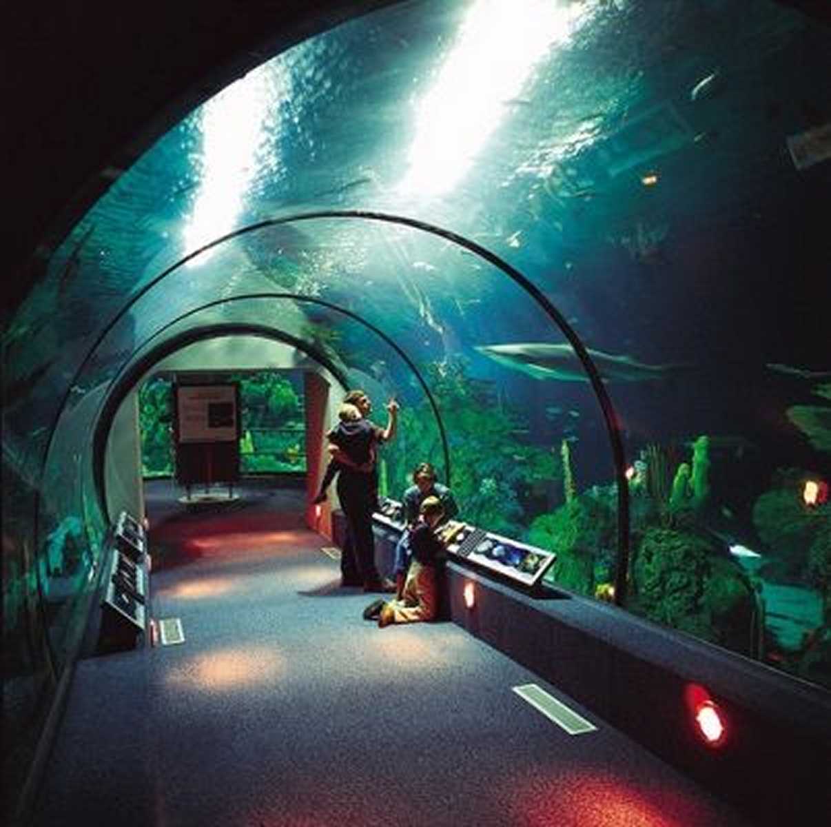 Entertainment Design Aquarium Facility Architects